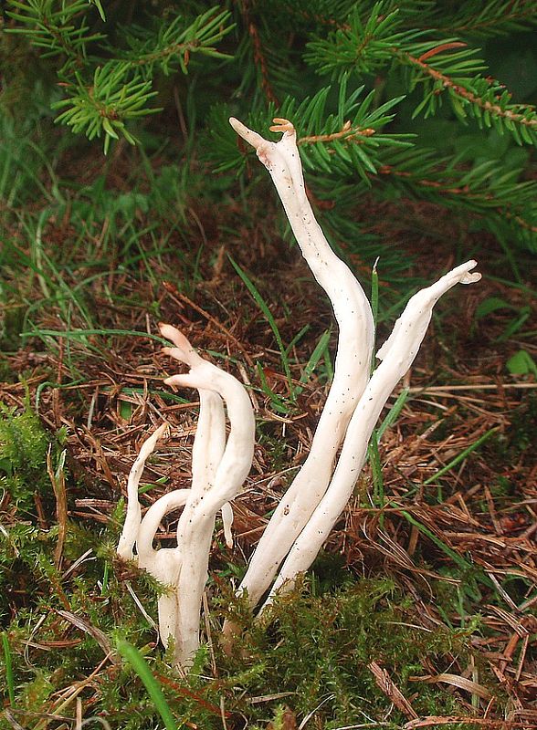 konárovka vráskavá Clavulina rugosa (Bull.) J. Schröt.