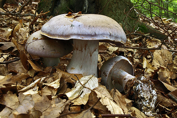 pavučinovec mäsitý Cortinarius largus Fr.