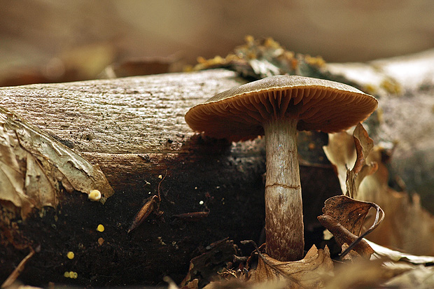 pavučinovec škvrnitý Cortinarius sp.