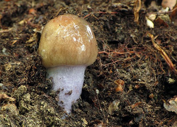 pavučinovec zanorený Cortinarius stillatitius Fr.