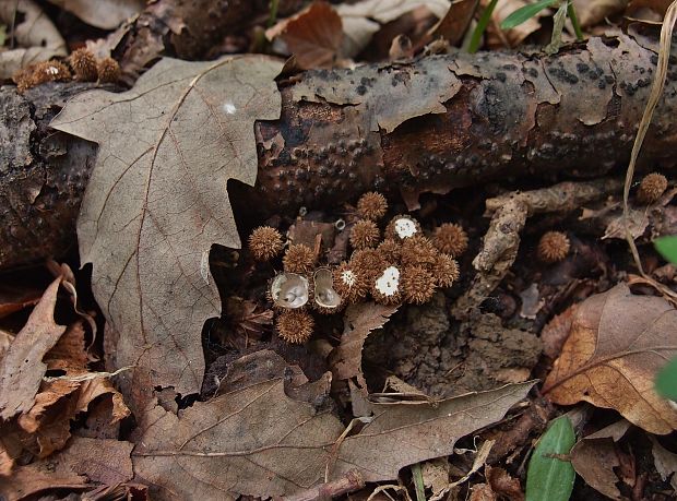 čiaškovec pásikavý Cyathus striatus (Huds.) Willd.