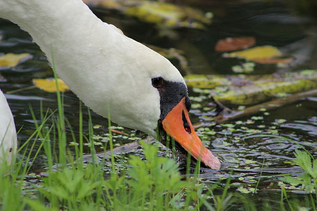 labuť hrbozobá Cygnus olor