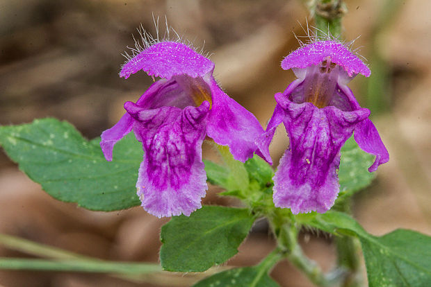 konopnica páperistá Galeopsis pubescens Besser