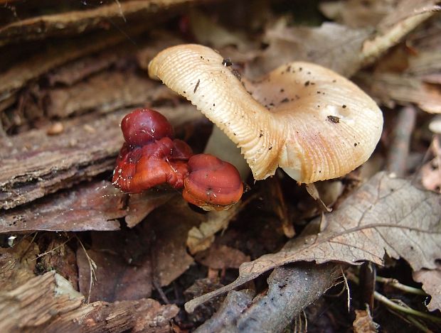 lesklokôrovka a plávka Ganoderma a Russula sp.