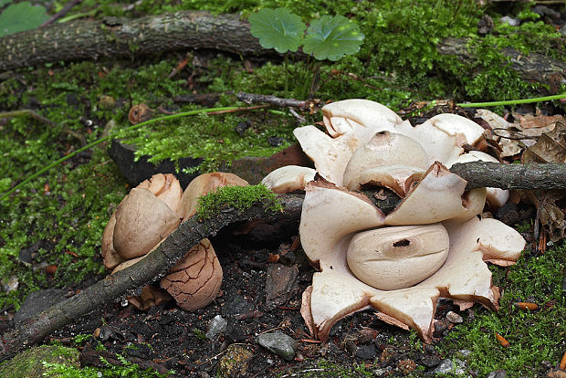 hviezdovka trojitá Geastrum triplex Jungh.