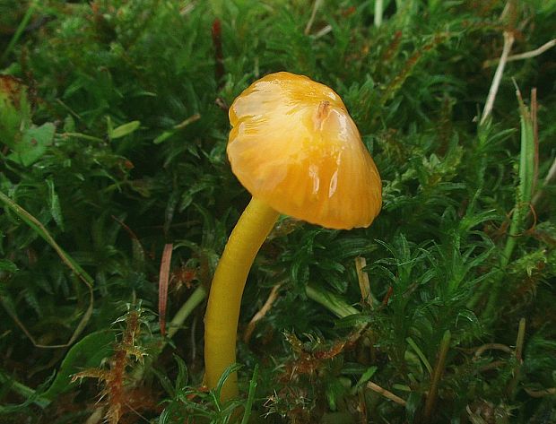 lúčnica žltozelená Gliophorus psittacinus (Schaeff.) Herink