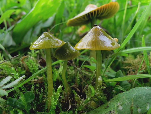 lúčnica žltozelená Gliophorus psittacinus (Schaeff.) Herink