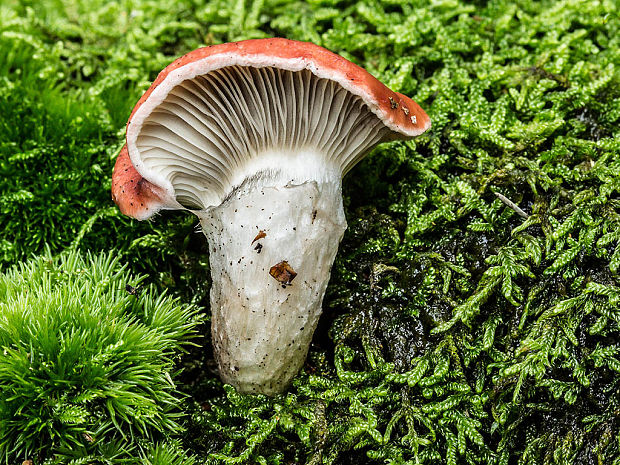 sliziak ružový Gomphidius roseus (Fr.) Oudem.