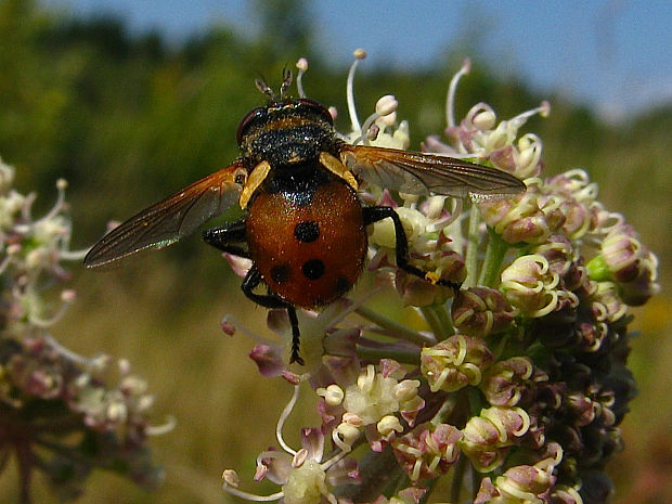 kuklica bzdochová Gymnosoma rotundatum  (Linnaeus, 1758)