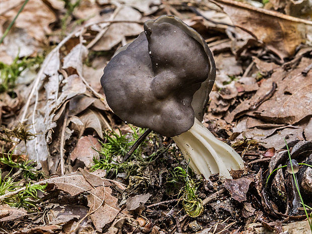 chriapač jamkatý Helvella lacunosa Afzel.