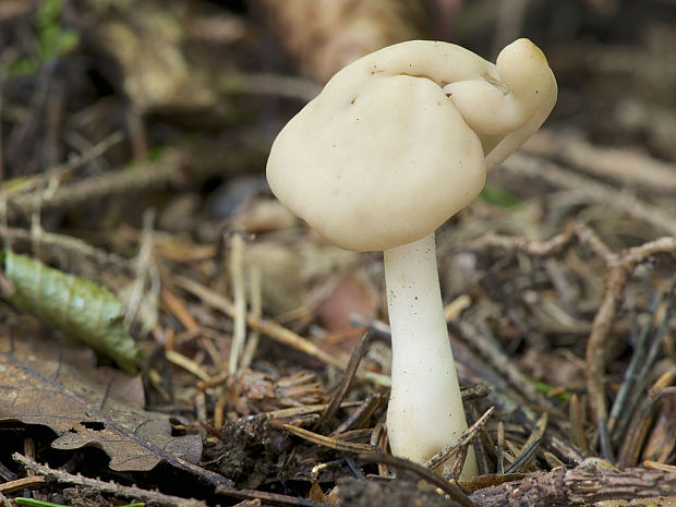 chriapač Helvella sp.