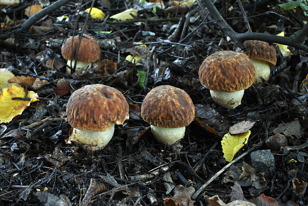 hríb jamkatý Hemileccinum depilatum (Redeuilh) Šutara