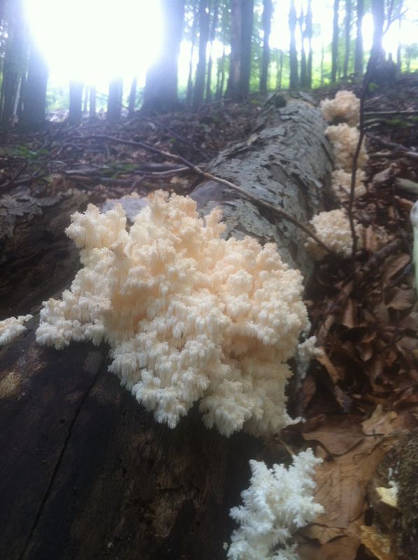 koralovec bukový Hericium coralloides (Scop.) Pers.