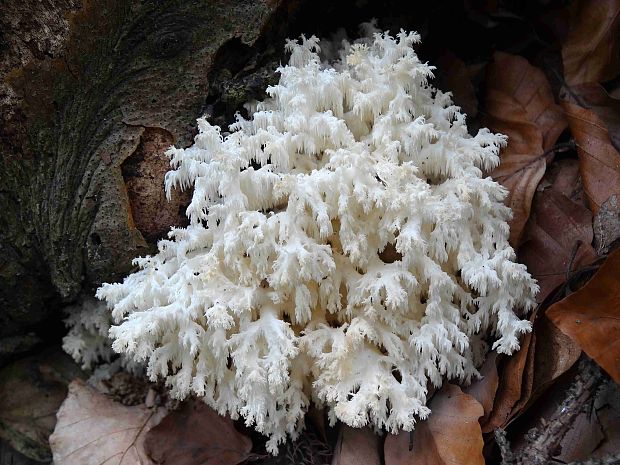 koralovec bukový Hericium coralloides (Scop.) Pers.