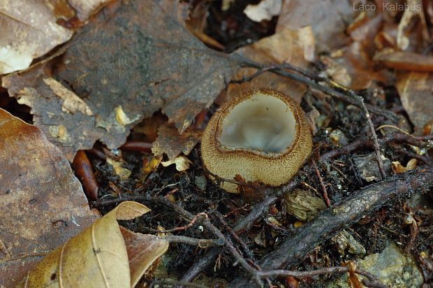 humária polguľovitá Humaria hemisphaerica (F.H. Wigg.) Fuckel