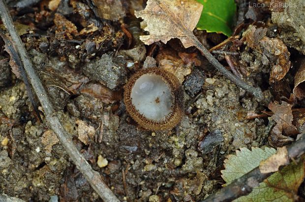 humária polguľovitá Humaria hemisphaerica (F.H. Wigg.) Fuckel