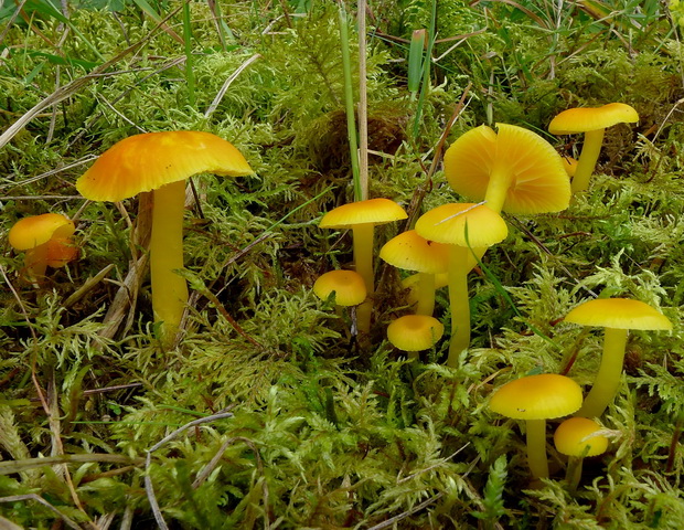 lúčnica vosková Hygrocybe ceracea (Wulfen) P. Kumm.