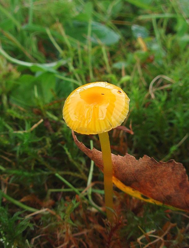 lúčnica citrónovožltá Hygrocybe cf. chlorophana (Fr.) Wünsche