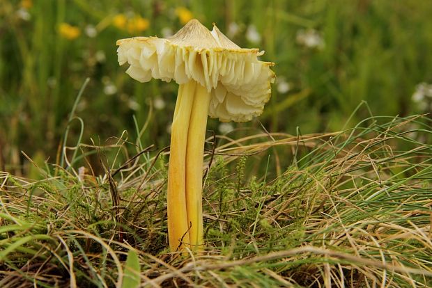 lúčnica sírovožltá Hygrocybe citrinovirens (J.E. Lange) Jul. Schäff.