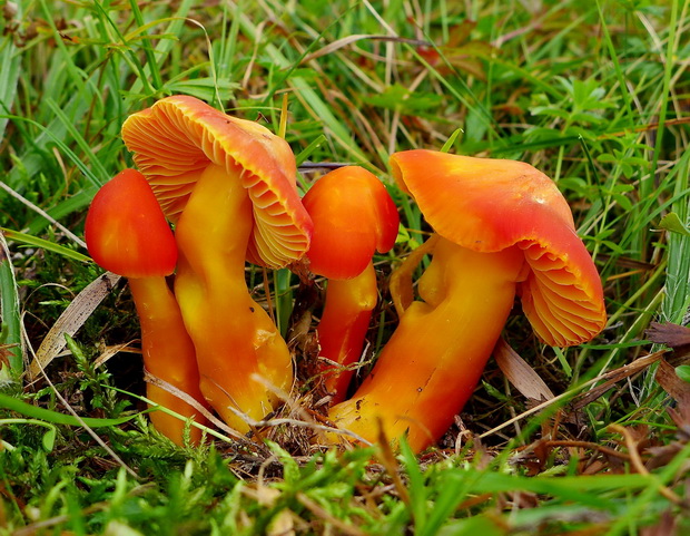 lúčnica nádherná Hygrocybe splendidissima (P.D. Orton) M.M. Moser