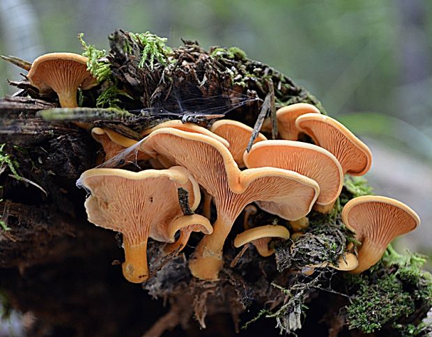 líška oranžová Hygrophoropsis aurantiaca (Wulfen) Maire