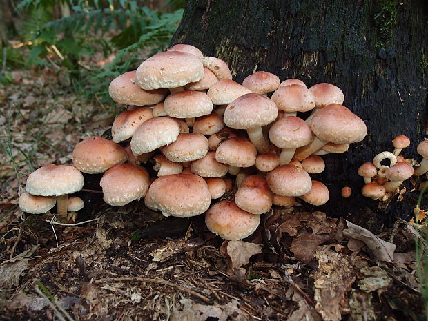 strapcovka tehlovočervená Hypholoma lateritium (Schaeff.) P. Kumm.