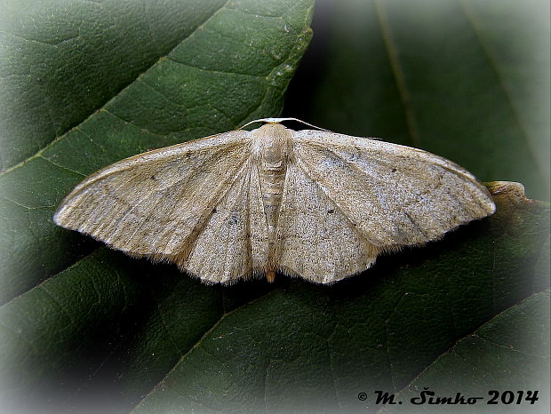 piadica prostá Idaea straminata