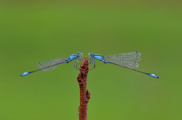 šidielko väčšie Ischnura elegans