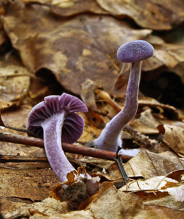 lakovka ametystová Laccaria amethystina (Huds.) Cooke