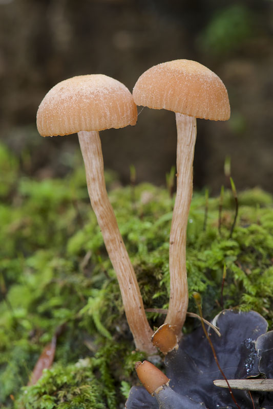 lakovka Laccaria sp.