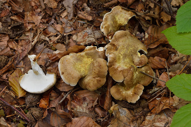 krásnopórovec zelenohnedý Laeticutis cristata (Schaeff.) Audet