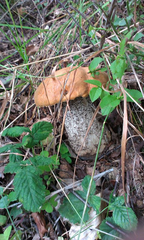 kozák osikový Leccinum albostipitatum den Bakker & Noordel.