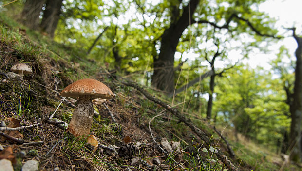 kozák dubový Leccinum aurantiacum (Bull.) Gray