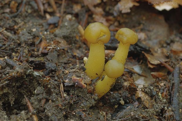 klincovka  Leotia