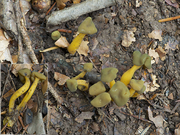 klincovka slizká Leotia lubrica (Scop.) Pers.