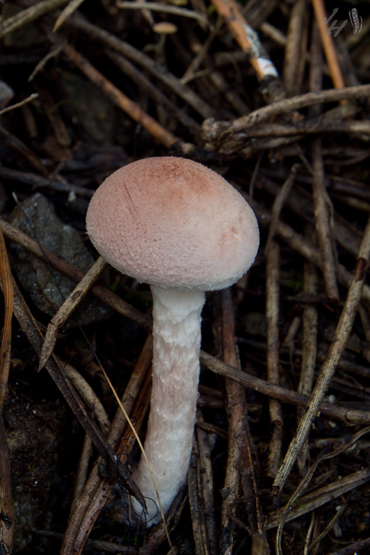 bedlička ružovkastá Lepiota subincarnata J.E. Lange