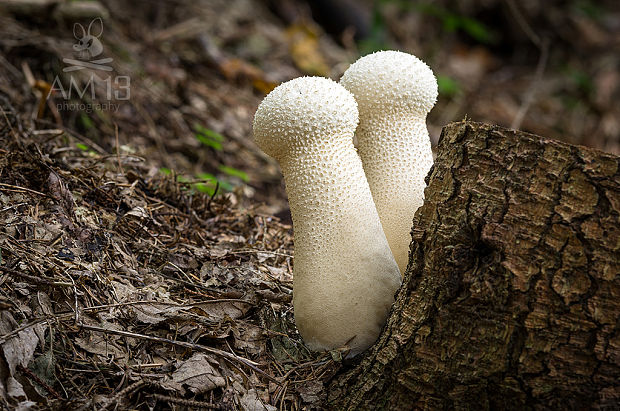 rozpadavec stopkatý Lycoperdon excipuliforme (Scop.) Pers.