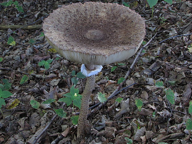 bedľa vysoká Macrolepiota procera (Scop.) Singer