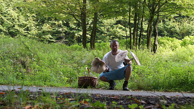 bedľa vysoká Macrolepiota procera (Scop.) Singer