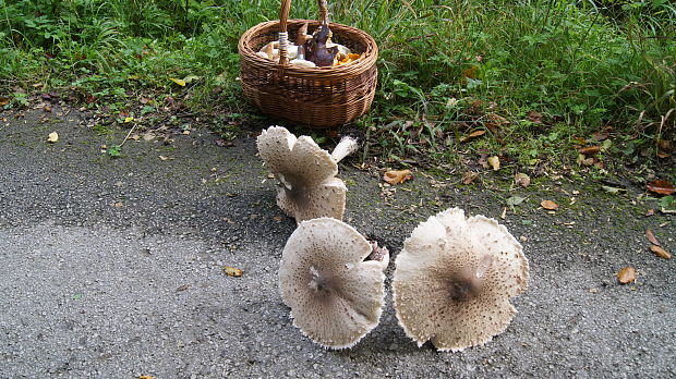 bedľa vysoká Macrolepiota procera (Scop.) Singer