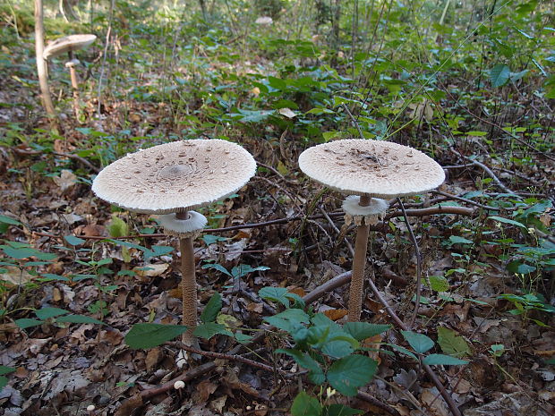 bedľa vysoká Macrolepiota procera (Scop.) Singer