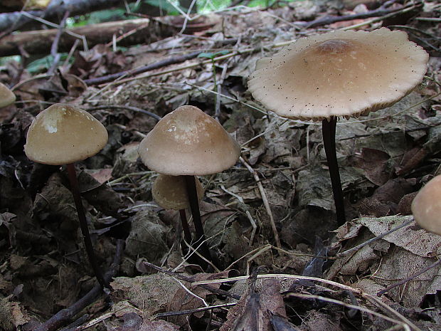 tanečnica rohovinová Marasmius cohaerens (Pers.) Cooke & Quél.