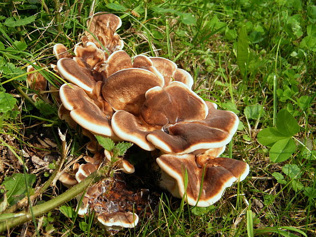 vejárovec obrovský Meripilus giganteus (Pers.) P. Karst.