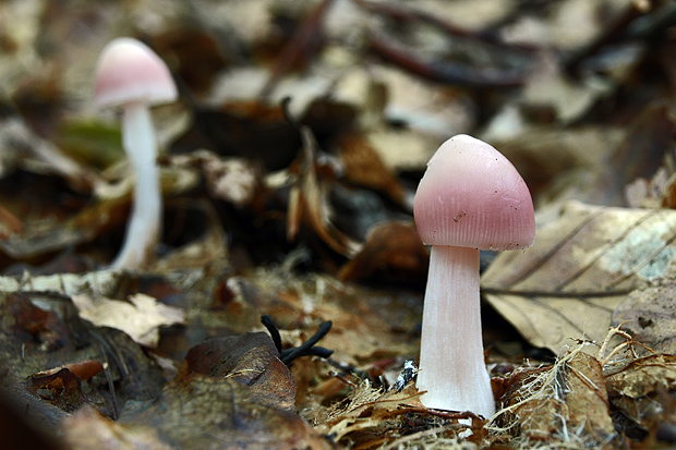 prilbička ružovkastá Mycena rosea Gramberg