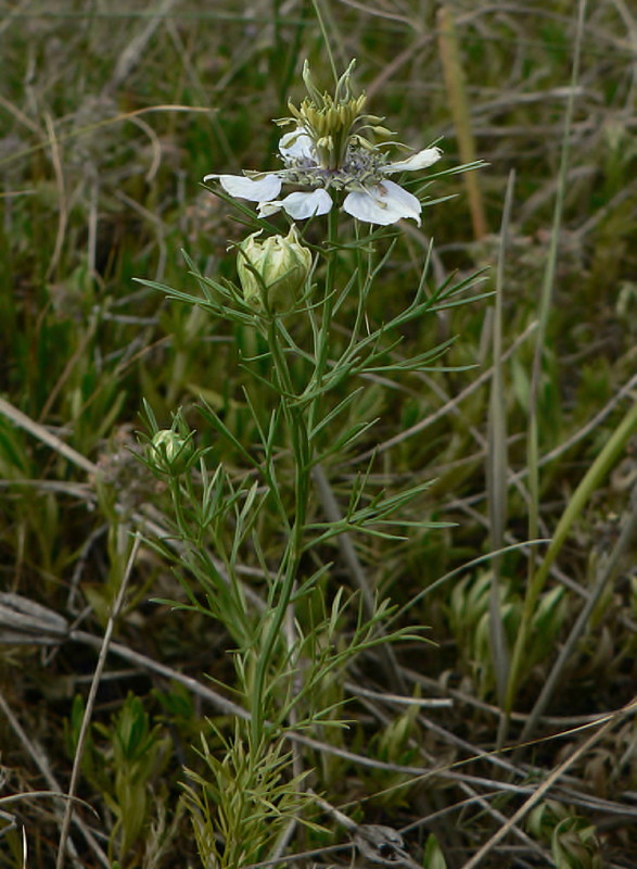 černuška roľná Nigella arvensis L.