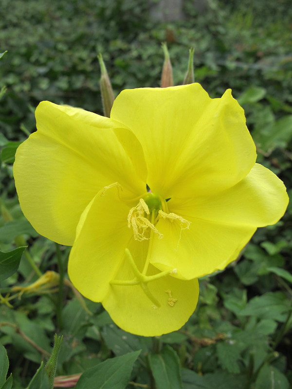 pupalka červenokališná Oenothera glazioviana M. Micheli