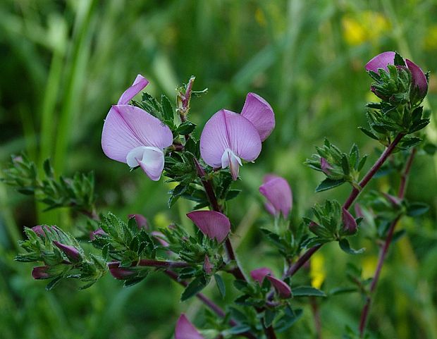 ihlica tŕnitá Ononis spinosa L.