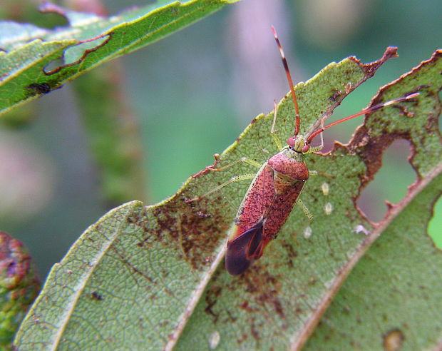 bzdoška Pantilius tunicatus