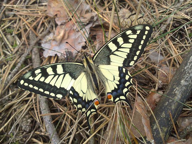 vidlochvost feniklový  Papilio machaon Linnaeus