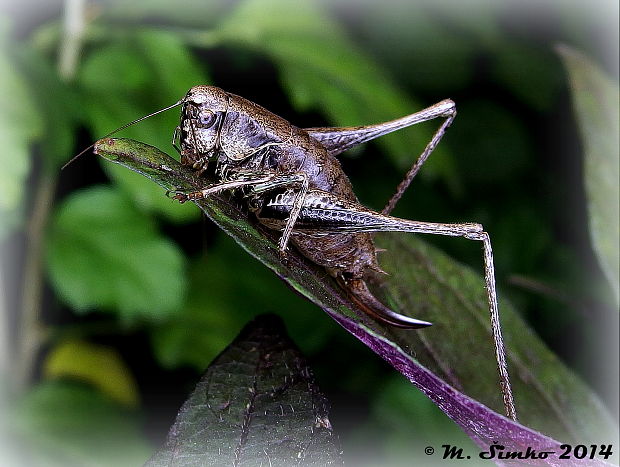 kobylka hnedkastá - samička Pholidoptera griseoaptera